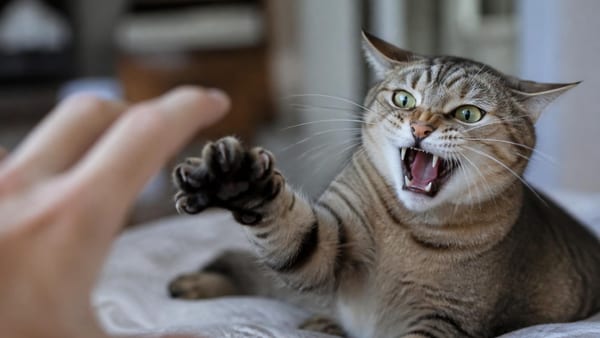 Un chat qui griffe ou mord n'est pas forcément méchant. Décryptage des facteurs biologiques et environnementaux qui f…