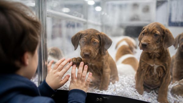 Encore pire que les animaleries" : le combat de la SPA contre ce business qui traite les chiens "comme des…