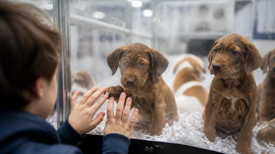 "Encore pire que les animaleries" : le combat de la SPA contre ce business qui traite les chiens "comme…