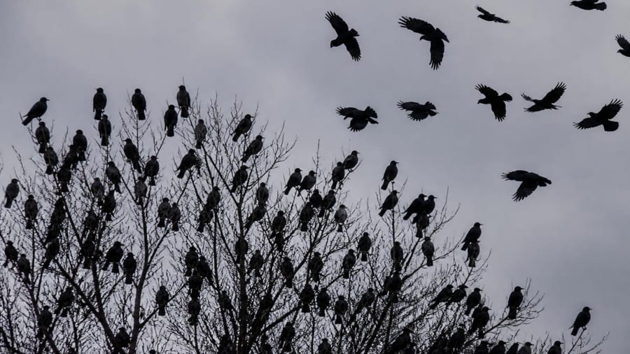 Comment s'appelle un groupe de corbeaux ?