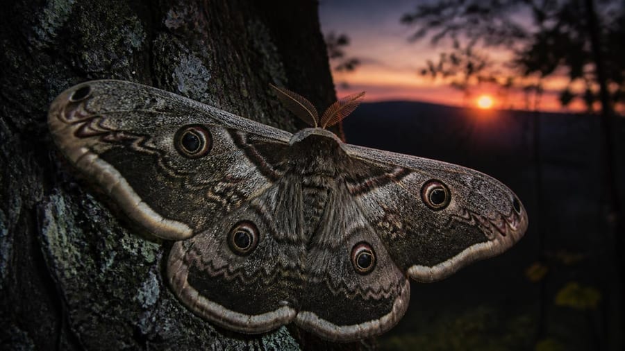 Grand paon de nuit, papillon géant : qui est-il ? Comment vit-il ?