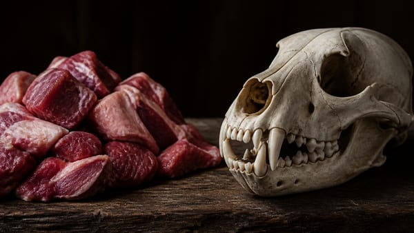 Quelle différence entre un carnivore et un carnassier ?